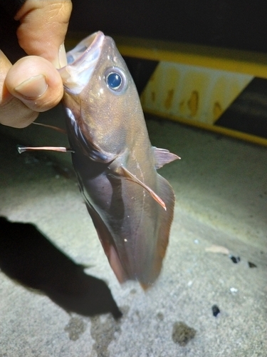 エゾイソアイナメの釣果