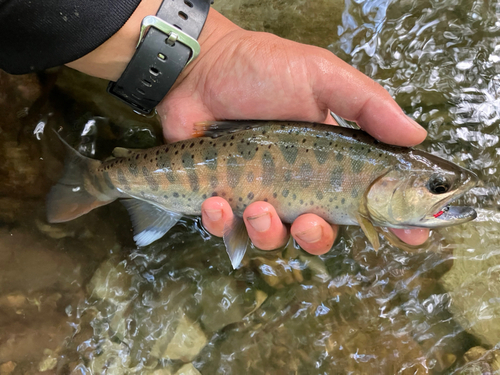 ヤマメの釣果