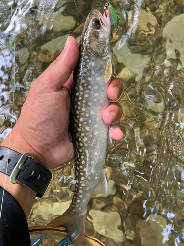 イワナの釣果