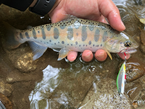 ヤマメの釣果