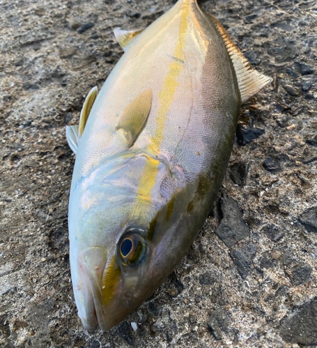 シオの釣果