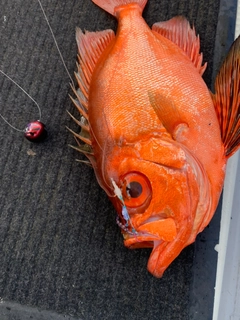 チカメキントキの釣果