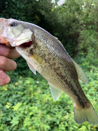 ラージマウスバスの釣果