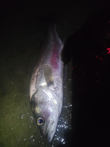 スズキの釣果