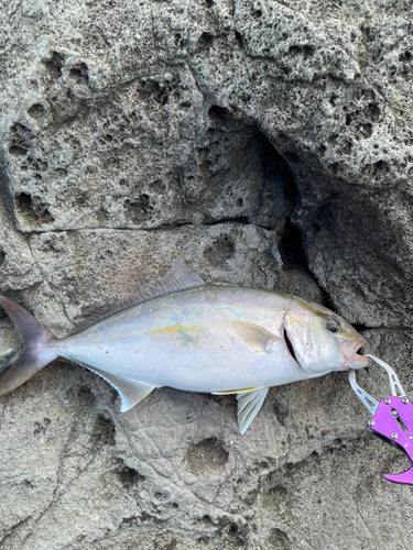 ショゴの釣果