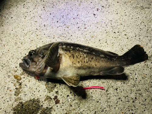 クロソイの釣果