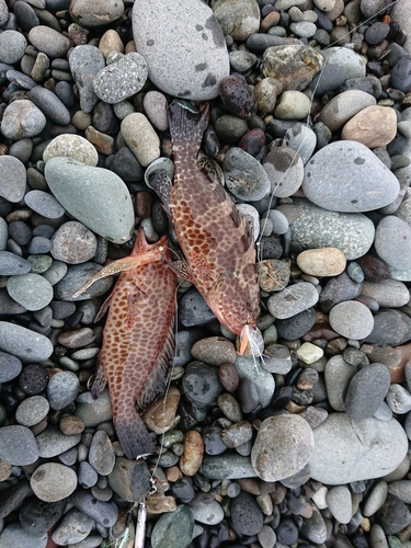 オオモンハタの釣果