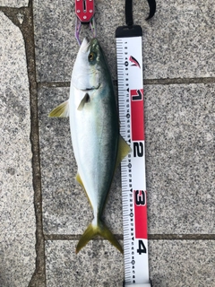 ハマチの釣果