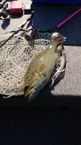 スモールマウスバスの釣果