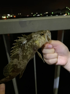 タケノコメバルの釣果