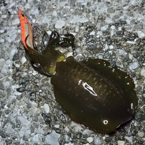 アオリイカの釣果