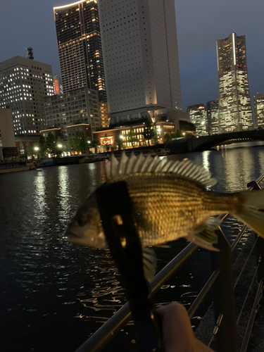 キビレの釣果