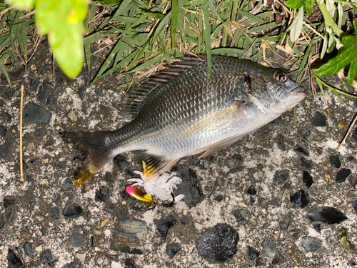 キビレの釣果