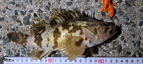 タケノコメバルの釣果