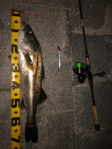 シーバスの釣果