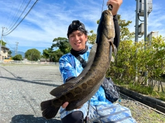 ライギョの釣果