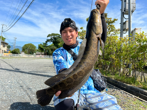 ライギョの釣果