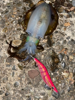 アオリイカの釣果