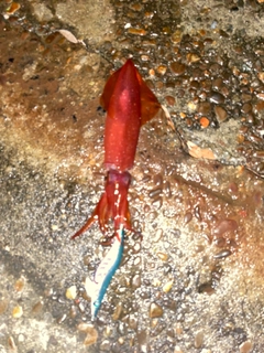 ケンサキイカの釣果