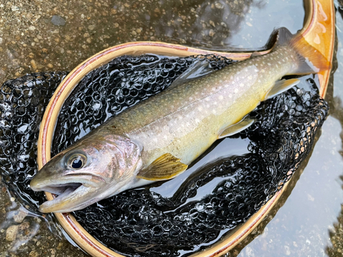 イワナの釣果