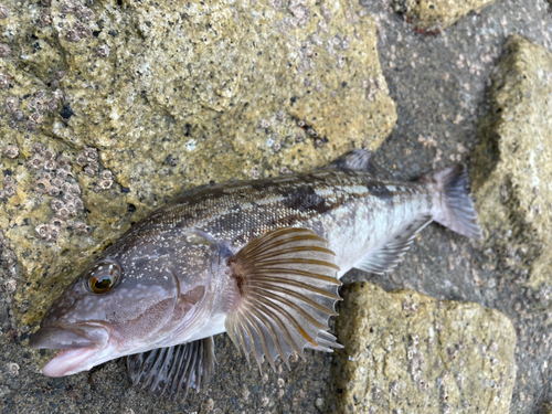 アイナメの釣果