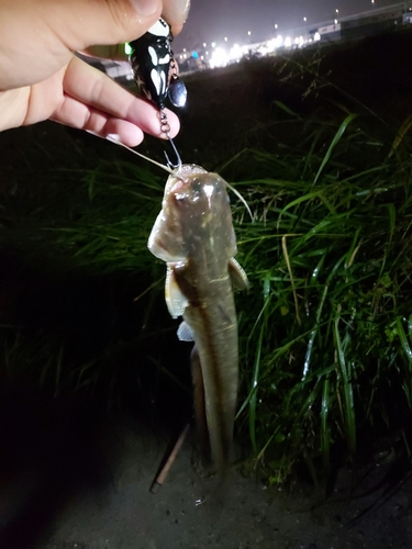 ナマズの釣果