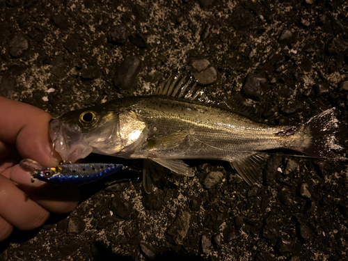 セイゴ（マルスズキ）の釣果