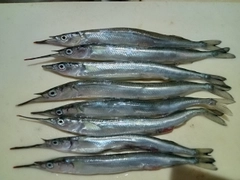 サヨリの釣果