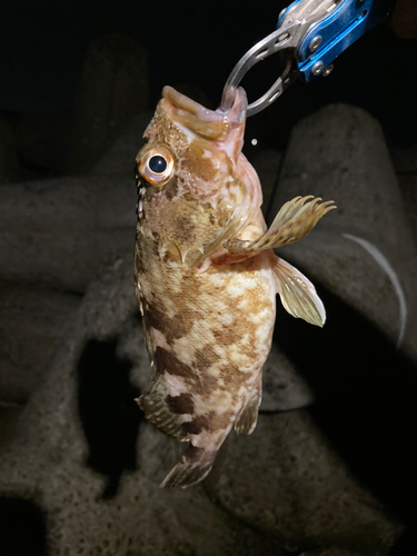 カサゴの釣果