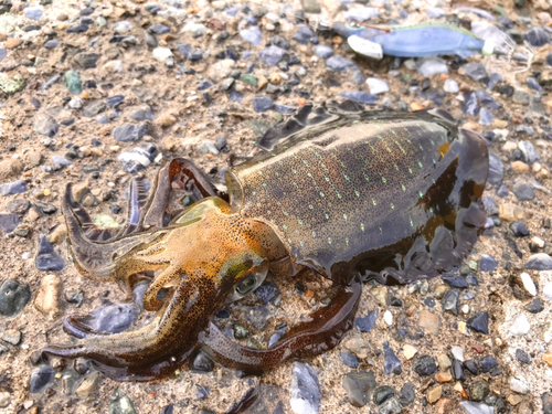 アオリイカの釣果