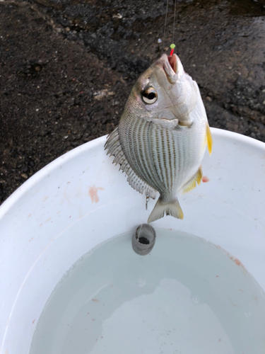 ヘダイの釣果