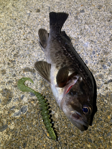 クロソイの釣果