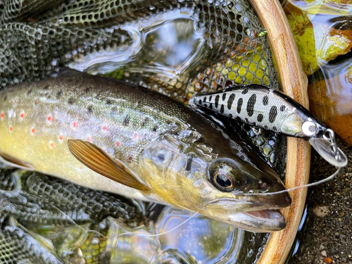 ブラウントラウトの釣果