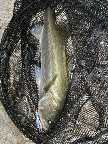 スズキの釣果