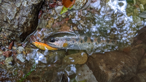 アマゴの釣果