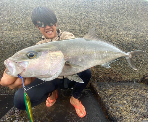 カンパチの釣果