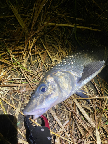 ニゴイの釣果