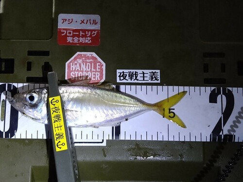 アジの釣果