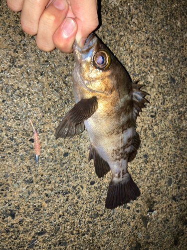 シロメバルの釣果