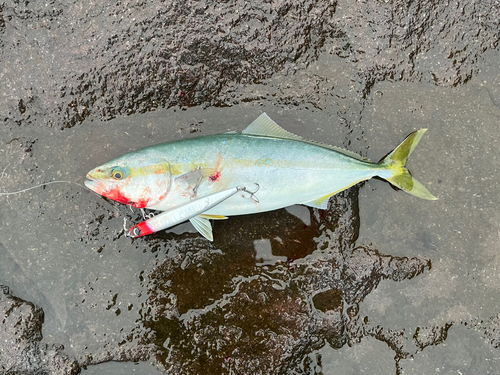 イナダの釣果