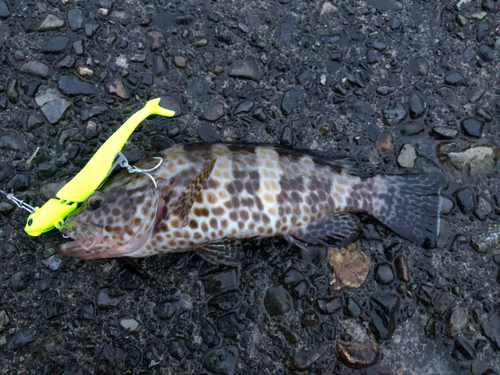 オオモンハタの釣果