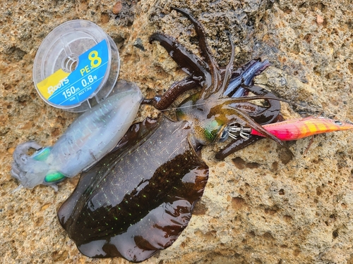 アオリイカの釣果