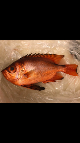 チカメキントキの釣果