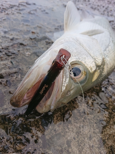 ヒラスズキの釣果