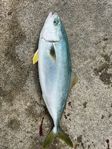 イナダの釣果