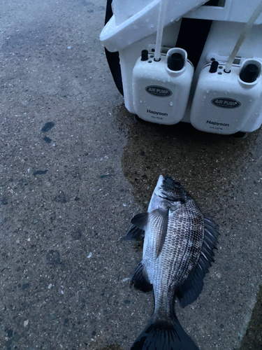 チヌの釣果