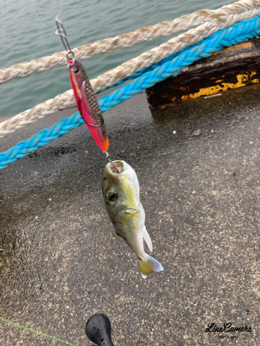 シロサバフグの釣果