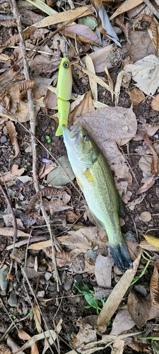 ブラックバスの釣果