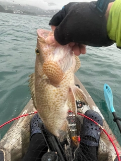 オオモンハタの釣果