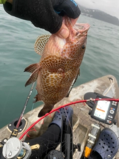 オオモンハタの釣果